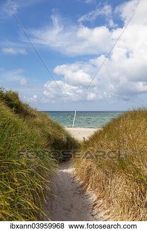 "Way to the west beach through the dunes, Baltic Sea, Fischland-Zingst, Western Pomerania Lagoon Area National Park, Mecklenburg-Western Pomerania, Germany, Europe" View Large Photo Image Stock Photo - "Way to the west beach through the dunes, Baltic Sea, Fischland-Zingst, Western Pomerania Lagoon Area National Park, Mecklenburg-Western Pomerania, Germany, Europe". Fotosearch