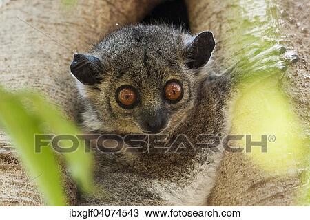 "Weasel sportive lemur (Lepilemur mustelinus), Berenty, Madagascar, Africa" View Large Photo Image Stock Image - "Weasel sportive lemur (Lepilemur mustelinus), Berenty, Madagascar, Africa". Fotosearch