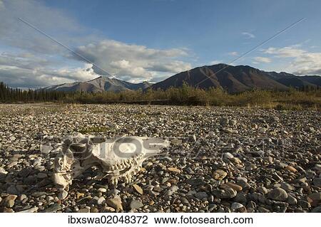 "Weather bleached moose scull, gravel bar, Wind River, Peel Watershed, Yukon Territory, Canada, North America" View Large Photo Image Stock Image - "Weather bleached moose scull, gravel bar, Wind River, Peel Watershed, Yukon Territory, Canada, North America". Fotosearch