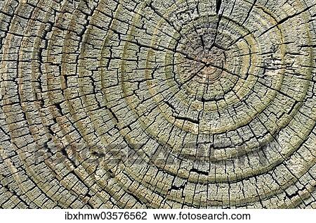 "Weathered pine wood, cross-section, Carizzo, Arizona, United States, North America" View Large Photo Image Stock Image - "Weathered pine wood, cross-section, Carizzo, Arizona, United States, North America". Fotosearch