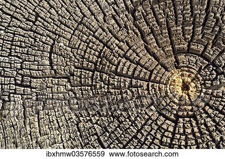 "Weathered pine wood, cross-section, Carizzo, Arizona, United States, North America" View Large Photo Image Stock Photo - "Weathered pine wood, cross-section, Carizzo, Arizona, United States, North America". Fotosearch