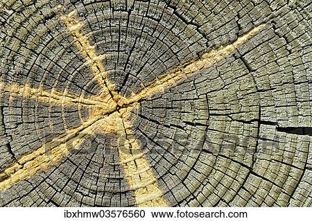 Stock Image - "Weathered pine wood with efflorescence of sap, cross-section, Carizzo, Arizona, United States, North America". Fotosearch