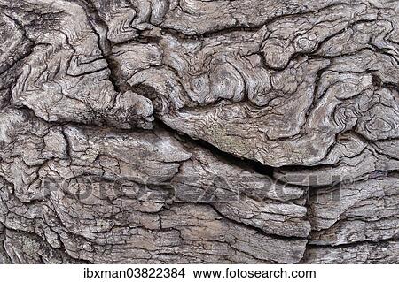 "Weathered wood, La Palma, Canary Islands, Spain, Europe" View Large Photo Image Picture - "Weathered wood, La Palma, Canary Islands, Spain, Europe". Fotosearch