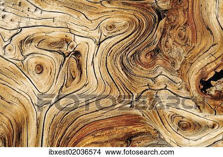 "Weathered wood of an ancient Bristlecone pine (Pinus longaeva), Great Basin, Nevada, USA, North America" View Large Photo Image Picture - "Weathered wood of an ancient Bristlecone pine (Pinus longaeva), Great Basin, Nevada, USA, North America". Fotosearch