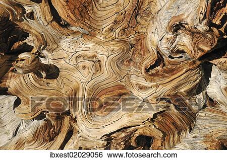 "Weathered wood of an ancient Bristlecone pine (Pinus longaeva), Great Basin, Nevada, USA, North America" View Large Photo Image Stock Photograph - "Weathered wood of an ancient Bristlecone pine (Pinus longaeva), Great Basin, Nevada, USA, North America". Fotosearch