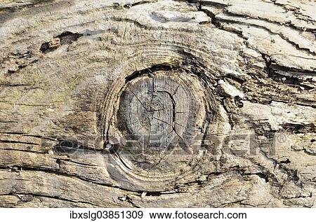 Weathered wood with a branch hole View Large Photo Image Stock Photo - Weathered wood with a branch hole. Fotosearch
