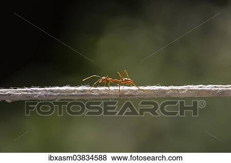 "Weaver Ant (Oecophylla smaragdina) balancing on a string, Chiang Mai Province, Thailand, Asia" View Large Photo Image Stock Photo - "Weaver Ant (Oecophylla smaragdina) balancing on a string, Chiang Mai Province, Thailand, Asia". Fotosearch