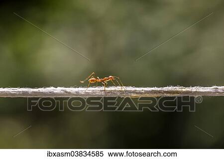Stock Photography - "Weaver Ant (Oecophylla smaragdina) balancing on a string, Chiang Mai Province, Thailand, Asia". Fotosearch