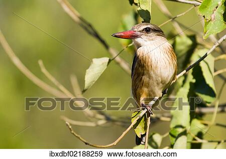 "Weaver (Ploceidae), Mapungubwe National Park, Limpopo, South Africa, Africa" View Large Photo Image Stock Photo - "Weaver (Ploceidae), Mapungubwe National Park, Limpopo, South Africa, Africa". Fotosearch