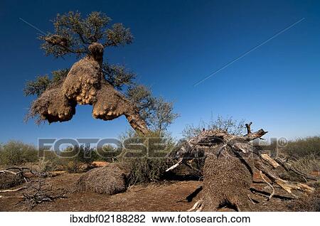 "Weaver's nests, Northern Cape, South Africa, Africa" View Large Photo Image Stock Image - "Weaver's nests, Northern Cape, South Africa, Africa". Fotosearch