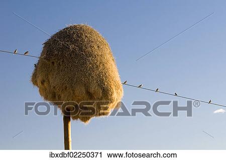 "Weavers, weaver birds nest (Ploceidae), on a telegraph pole, Northern Cape, South Africa, Africa" View Large Photo Image Stock Image - "Weavers, weaver birds nest (Ploceidae), on a telegraph pole, Northern Cape, South Africa, Africa". Fotosearch