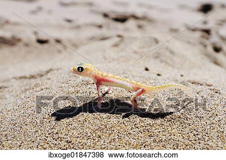 "Web-footed gecko, Palmatogecko (Pachydactylus rangei), Namib Naukluft National Park, part of the Namibian Skeleton Coast National Park, Skeleton Coast, Namib Desert, Namibia, Africa" View Large Photo Image Stock Photo - "Web-footed gecko, Palmatogecko (Pachydactylus rangei), Namib Naukluft National Park, part of the Namibian Skeleton Coast National Park, Skeleton Coast, Namib Desert, Namibia, Africa". Fotosearch