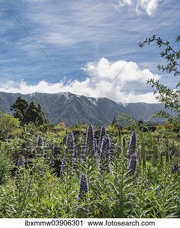 "Webb's Bugloss (Echium webbii), endemic to La Palma, La Palma, Canary Islands, Spain, Europe" View Large Photo Image Stock Image - "Webb's Bugloss (Echium webbii), endemic to La Palma, La Palma, Canary Islands, Spain, Europe". Fotosearch