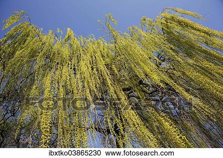 "Weeping Willow (Salix babylonica), pendulous branchlets in spring, North Rhine-Westphalia, Germany, Europe" View Large Photo Image Stock Image - "Weeping Willow (Salix babylonica), pendulous branchlets in spring, North Rhine-Westphalia, Germany, Europe". Fotosearch