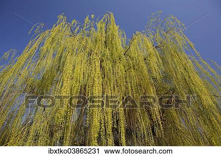 "Weeping Willow (Salix babylonica), pendulous branchlets in spring, North Rhine-Westphalia, Germany, Europe" View Large Photo Image Stock Image - "Weeping Willow (Salix babylonica), pendulous branchlets in spring, North Rhine-Westphalia, Germany, Europe". Fotosearch