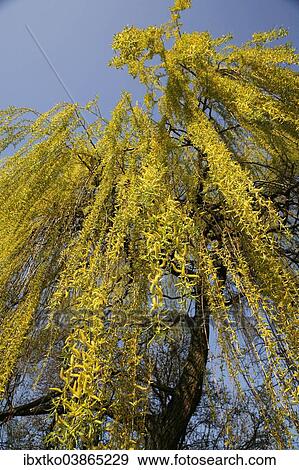 "Weeping Willow (Salix babylonica), pendulous branchlets in spring, North Rhine-Westphalia, Germany, Europe" View Large Photo Image Stock Photo - "Weeping Willow (Salix babylonica), pendulous branchlets in spring, North Rhine-Westphalia, Germany, Europe". Fotosearch