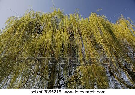 "Weeping Willow (Salix babylonica), pendulous branchlets in spring, North Rhine-Westphalia, Germany, Europe" View Large Photo Image Stock Photography - "Weeping Willow (Salix babylonica), pendulous branchlets in spring, North Rhine-Westphalia, Germany, Europe". Fotosearch