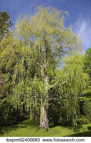Stock Image - "Weeping willow tree (Salix sp. ) at springtime, Quebec, Canada, North America". Fotosearch