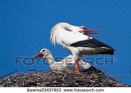 "Welcoming scene of White Storks (Ciconia ciconia) on a nest, North Hesse, Hesse, Germany, Europe" View Large Photo Image Stock Image - "Welcoming scene of White Storks (Ciconia ciconia) on a nest, North Hesse, Hesse, Germany, Europe". Fotosearch