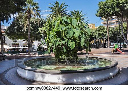 "Well, Puerto de la Cruz, Tenerife, Canary Islands, Spain, Europe" View Large Photo Image Stock Photo - "Well, Puerto de la Cruz, Tenerife, Canary Islands, Spain, Europe". Fotosearch