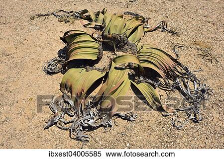 "Welwitschia mirabilis, living fossil, endemic, Namib Desert, Namibia, Africa" View Large Photo Image Stock Photography - "Welwitschia mirabilis, living fossil, endemic, Namib Desert, Namibia, Africa". Fotosearch