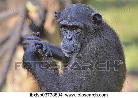 "West African Chimpanzee (Pan troglodytes verus), Tacugama Chimpanzee Sanctuary, Province Western Area Tacugama, Sierra Leone, Africa" View Large Photo Image Picture - "West African Chimpanzee (Pan troglodytes verus), Tacugama Chimpanzee Sanctuary, Province Western Area Tacugama, Sierra Leone, Africa". Fotosearch