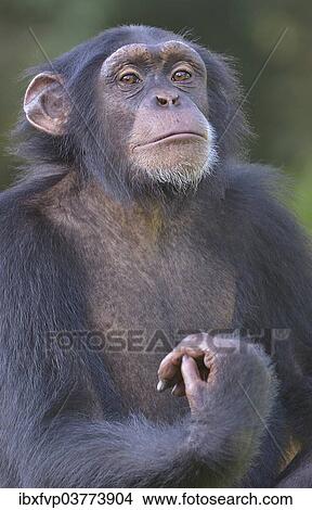 "West African Chimpanzee (Pan troglodytes verus), Tacugama Chimpanzee Sanctuary, Province Western Area Tacugama, Sierra Leone, Africa" View Large Photo Image Picture - "West African Chimpanzee (Pan troglodytes verus), Tacugama Chimpanzee Sanctuary, Province Western Area Tacugama, Sierra Leone, Africa". Fotosearch