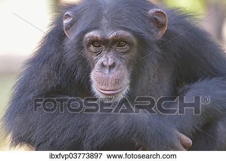 "West African Chimpanzee (Pan troglodytes verus), Tacugama Chimpanzee Sanctuary, Province Western Area Tacugama, Sierra Leone, Africa" View Large Photo Image Stock Photo - "West African Chimpanzee (Pan troglodytes verus), Tacugama Chimpanzee Sanctuary, Province Western Area Tacugama, Sierra Leone, Africa". Fotosearch