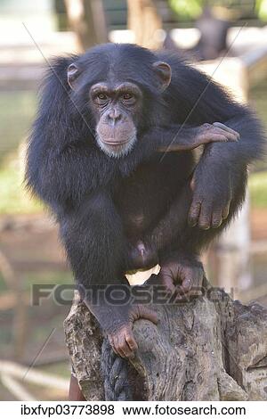 "West African Chimpanzee (Pan troglodytes verus), Tacugama Chimpanzee Sanctuary, Province Western Area Tacugama, Sierra Leone, Africa" View Large Photo Image Stock Photo - "West African Chimpanzee (Pan troglodytes verus), Tacugama Chimpanzee Sanctuary, Province Western Area Tacugama, Sierra Leone, Africa". Fotosearch