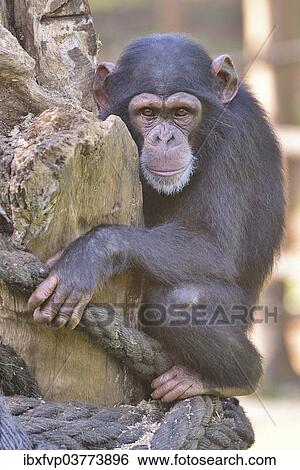 "West African Chimpanzee (Pan troglodytes verus), Tacugama Chimpanzee Sanctuary, Province Western Area Tacugama, Sierra Leone, Africa" View Large Photo Image Stock Photograph - "West African Chimpanzee (Pan troglodytes verus), Tacugama Chimpanzee Sanctuary, Province Western Area Tacugama, Sierra Leone, Africa". Fotosearch