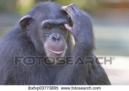 "West African Chimpanzee (Pan troglodytes verus), Tacugama Chimpanzee Sanctuary, Province Western Area Tacugama, Sierra Leone, Africa" View Large Photo Image Stock Photography - "West African Chimpanzee (Pan troglodytes verus), Tacugama Chimpanzee Sanctuary, Province Western Area Tacugama, Sierra Leone, Africa". Fotosearch