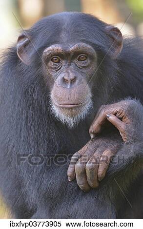 "West African Chimpanzee (Pan troglodytes verus), Tacugama Chimpanzee Sanctuary, Province Western Area Tacugama, Sierra Leone, Africa" View Large Photo Image Stock Photography - "West African Chimpanzee (Pan troglodytes verus), Tacugama Chimpanzee Sanctuary, Province Western Area Tacugama, Sierra Leone, Africa". Fotosearch