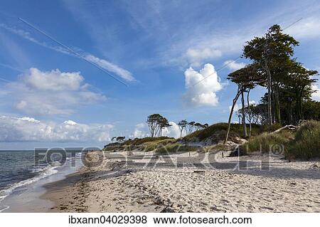 Stock Photo - "West beach, Western Pomerania Lagoon Area National Park, Darss, Mecklenburg-Western Pomerania, Germany, Europe". Fotosearch