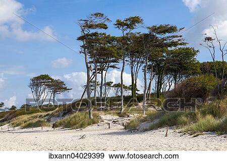 Stock Photo - "West beach, Western Pomerania Lagoon Area National Park, Darss, Mecklenburg-Western Pomerania, Germany, Europe". Fotosearch