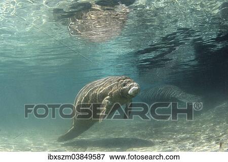 "West Indian Manatee or Sea Cow (Trichechus manatus), Crystal River, Gulf of Texas, Florida, USA" View Large Photo Image Stock Photo - "West Indian Manatee or Sea Cow (Trichechus manatus), Crystal River, Gulf of Texas, Florida, USA". Fotosearch