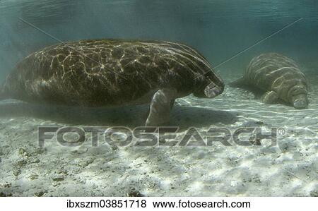 Stock Photo - "West Indian Manatees or Sea Cows (Trichechus manatus), Crystal River, Gulf of Texas, Florida, USA". Fotosearch