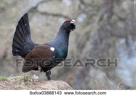 "Western Capercaillie (Tetrao urogallus), courtship display, Tyrol, Austria, Europe" View Large Photo Image Stock Image - "Western Capercaillie (Tetrao urogallus), courtship display, Tyrol, Austria, Europe". Fotosearch
