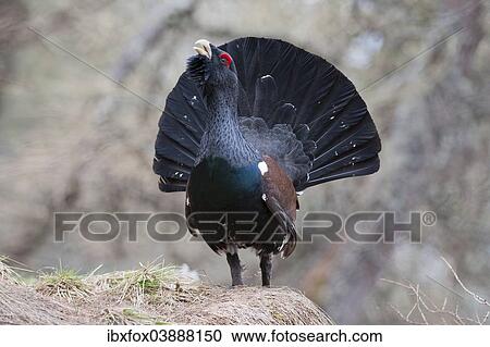 "Western Capercaillie (Tetrao urogallus), courtship display, Tyrol, Austria, Europe" View Large Photo Image Stock Image - "Western Capercaillie (Tetrao urogallus), courtship display, Tyrol, Austria, Europe". Fotosearch
