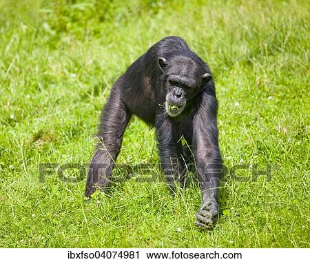 "Western Chimpanzee or West African Chimpanzee (Pan troglodytes verus), feeding on grass, captive, Saxony, Germany, Europe" View Large Photo Image Stock Image - "Western Chimpanzee or West African Chimpanzee (Pan troglodytes verus), feeding on grass, captive, Saxony, Germany, Europe". Fotosearch
