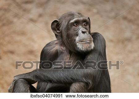 Stock Image - "Western Chimpanzee or West African Chimpanzee (Pan troglodytes verus), captive, Saxony, Germany, Europe". Fotosearch