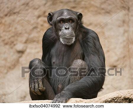 "Western Chimpanzee or West African Chimpanzee (Pan troglodytes verus), captive, Saxony, Germany, Europe" View Large Photo Image Stock Image - "Western Chimpanzee or West African Chimpanzee (Pan troglodytes verus), captive, Saxony, Germany, Europe". Fotosearch
