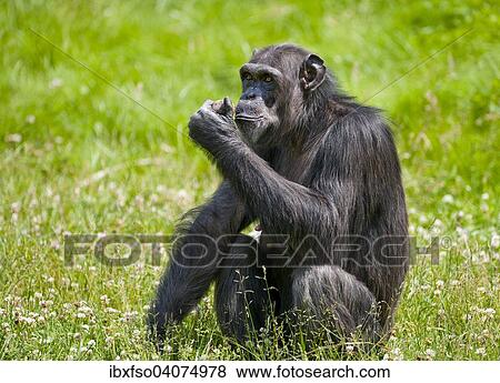 "Western Chimpanzee or West African Chimpanzee (Pan troglodytes verus), captive, Saxony, Germany, Europe" View Large Photo Image Stock Photo - "Western Chimpanzee or West African Chimpanzee (Pan troglodytes verus), captive, Saxony, Germany, Europe". Fotosearch