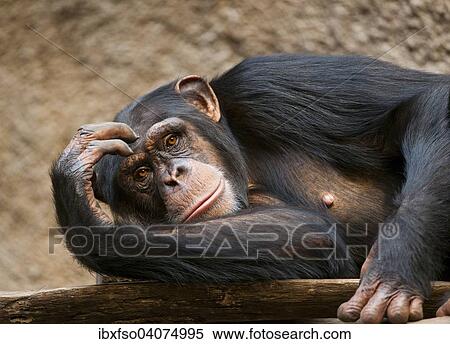 Stock Photography - "Western Chimpanzee or West African Chimpanzee (Pan troglodytes verus), captive, Saxony, Germany, Europe". Fotosearch
