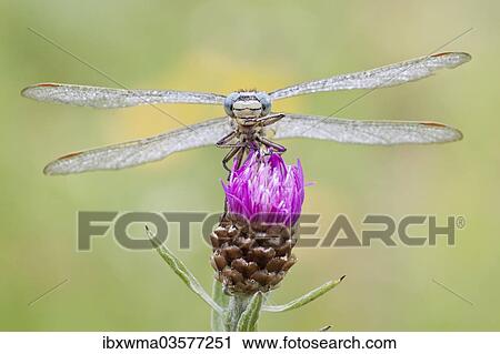 "Western Clubtail (gomphus pulchellus) perched on Brown Knapweed (Centaurea jacea), North Hesse, Hesse, Germany, Europe" View Large Photo Image Stock Image - "Western Clubtail (gomphus pulchellus) perched on Brown Knapweed (Centaurea jacea), North Hesse, Hesse, Germany, Europe". Fotosearch