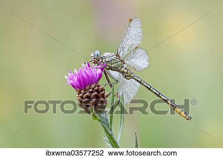"Western Clubtail (gomphus pulchellus) perched on Brown Knapweed (Centaurea jacea), North Hesse, Hesse, Germany, Europe" View Large Photo Image Stock Image - "Western Clubtail (gomphus pulchellus) perched on Brown Knapweed (Centaurea jacea), North Hesse, Hesse, Germany, Europe". Fotosearch