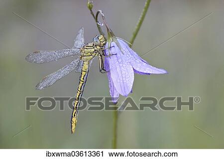 "Western Clubtail (Gomphus pulchellus) on a Spreading Bellflower (Campanula patula), North Hesse, Hesse, Germany, Europe" View Large Photo Image Stock Image - "Western Clubtail (Gomphus pulchellus) on a Spreading Bellflower (Campanula patula), North Hesse, Hesse, Germany, Europe". Fotosearch