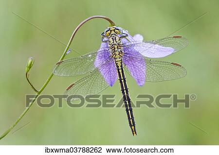 "Western Clubtail (Gomphus pulchellus) on a Spreading Bellflower (Campanula patula), North Hesse, Hesse, Germany, Europe" View Large Photo Image Stock Image - "Western Clubtail (Gomphus pulchellus) on a Spreading Bellflower (Campanula patula), North Hesse, Hesse, Germany, Europe". Fotosearch
