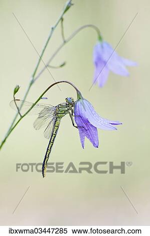 Stock Photography - "Western Clubtail (Gomphus pulchellus) on Spreading Bellflower (Campanula patula), North Hesse, Hesse, Germany, Europe". Fotosearch