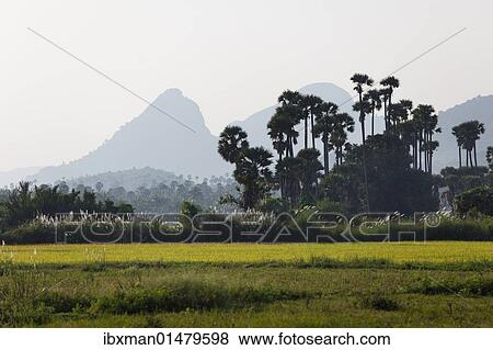 Stock Photo - "Western Ghats, Courtallam, Tamil Nadu, Tamilnadu, South India, India, Asia". Fotosearch