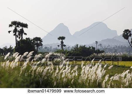 Stock Photo - "Western Ghats, Courtallam, Tamil Nadu, Tamilnadu, South India, India, Asia". Fotosearch